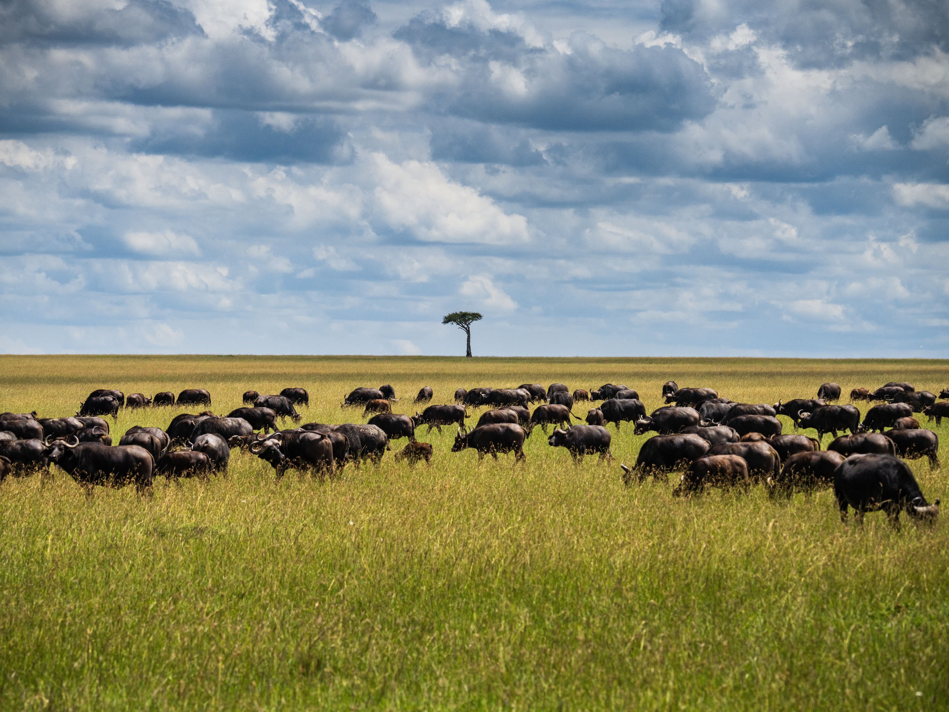 01 Masai Mara Great Migration