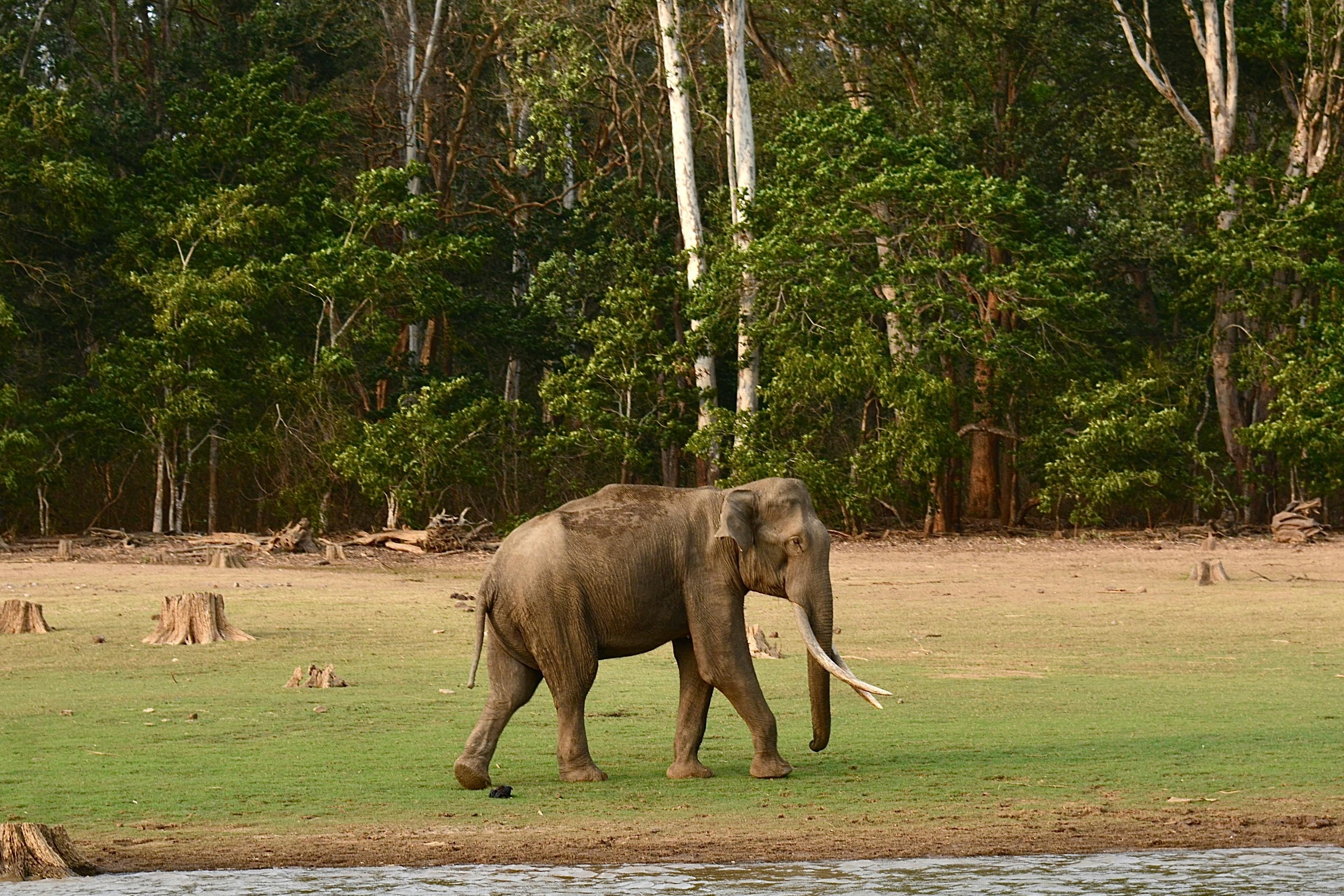 Periyar National Park