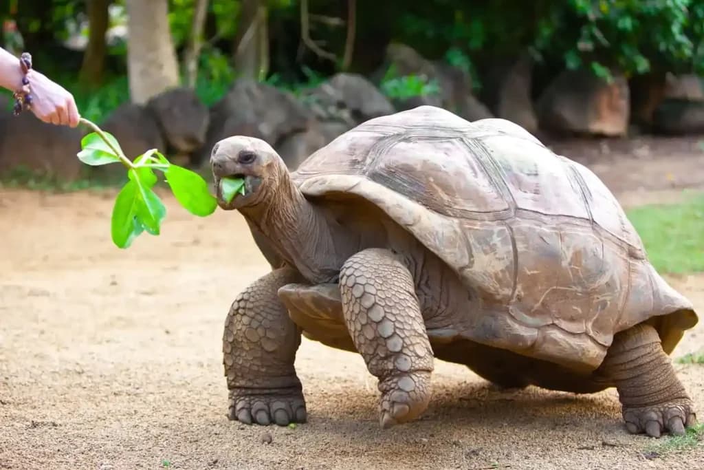 Aldabra Atoll